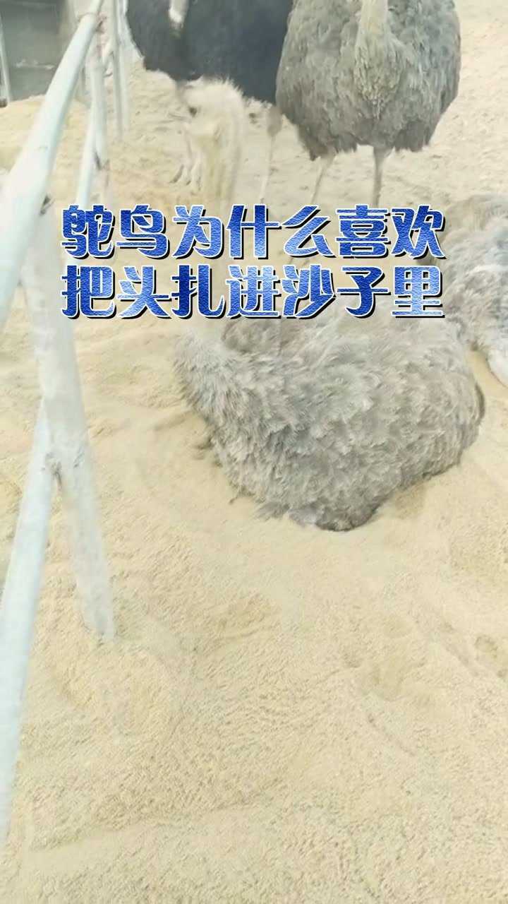 嚎月狼人|狼真的喜欢对着月亮嚎叫吗？