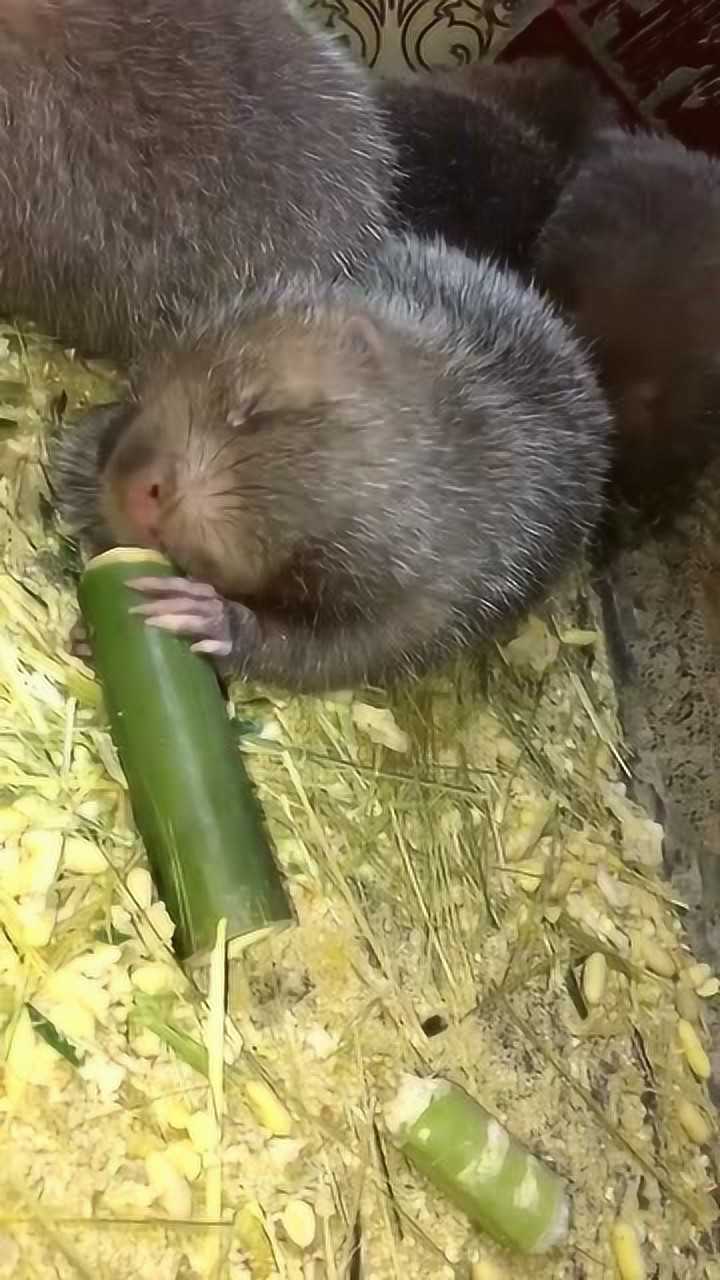 竹鼠啃竹子这声音听了真让人上瘾忍不住听了好几遍