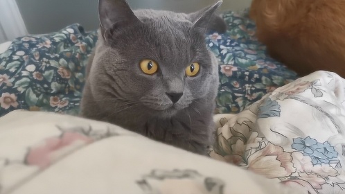 猫咪幻想自己能像小鸟一样飞行,这个梦做的有点大