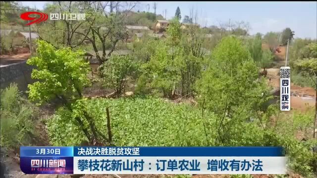 四川新闻丨攀枝花新山村:订单农业 增收有办法