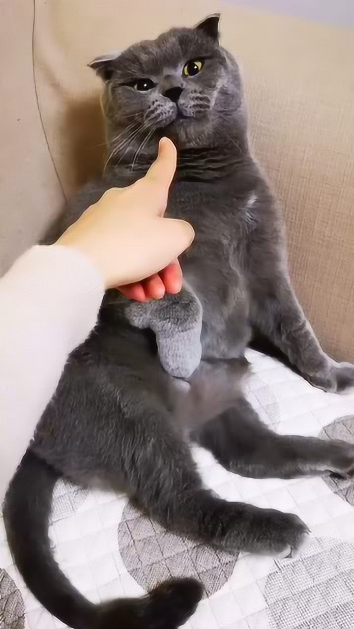 这个视频火了,主人只是打了猫咪一下,竟被猫咪如此对待!