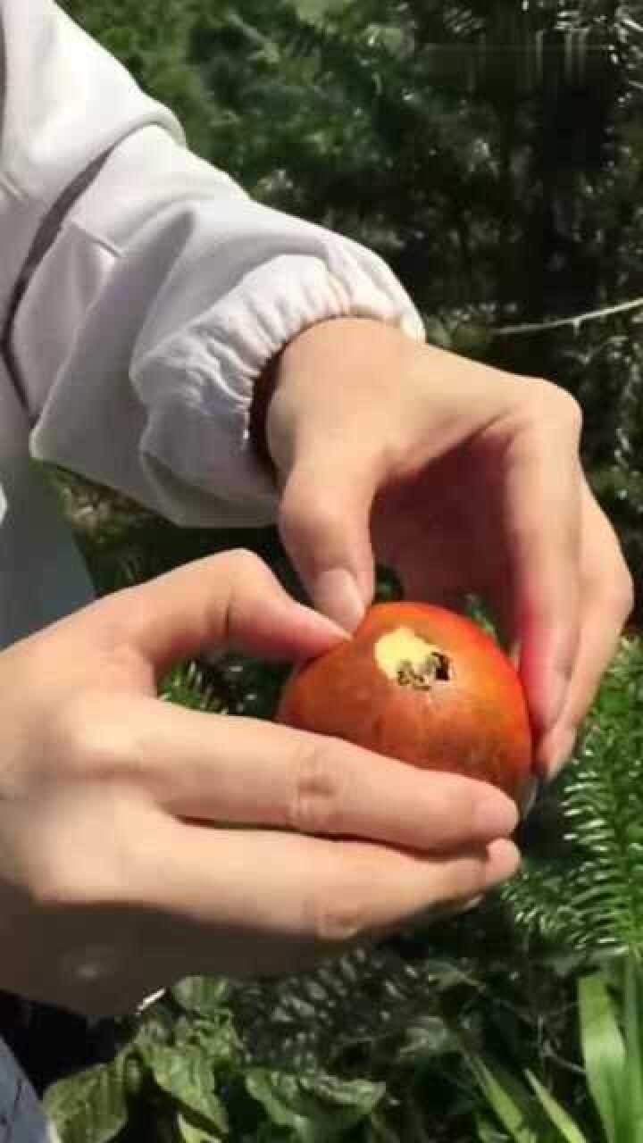 传说中的鸭屎果,就看了一眼,我连中午饭都不想吃了