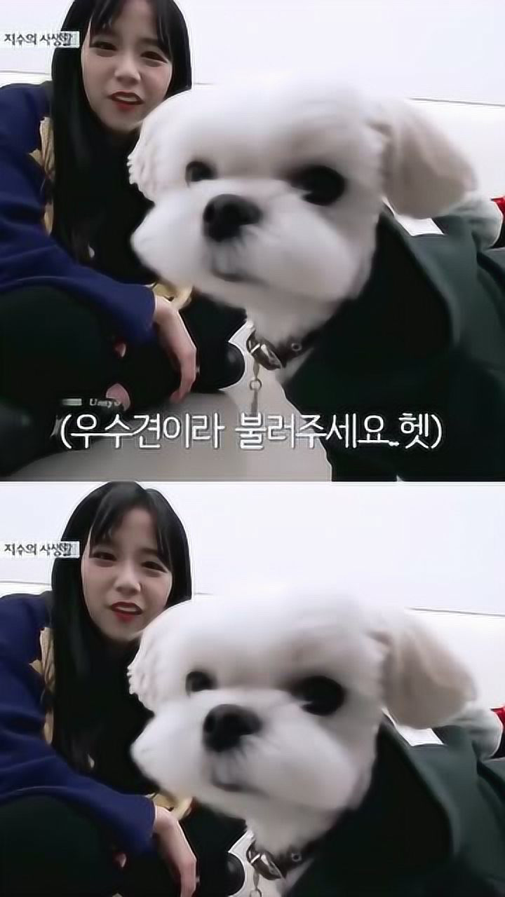 jisoo,车窗少女金智秀,今天也是想魂穿月熊的一天!