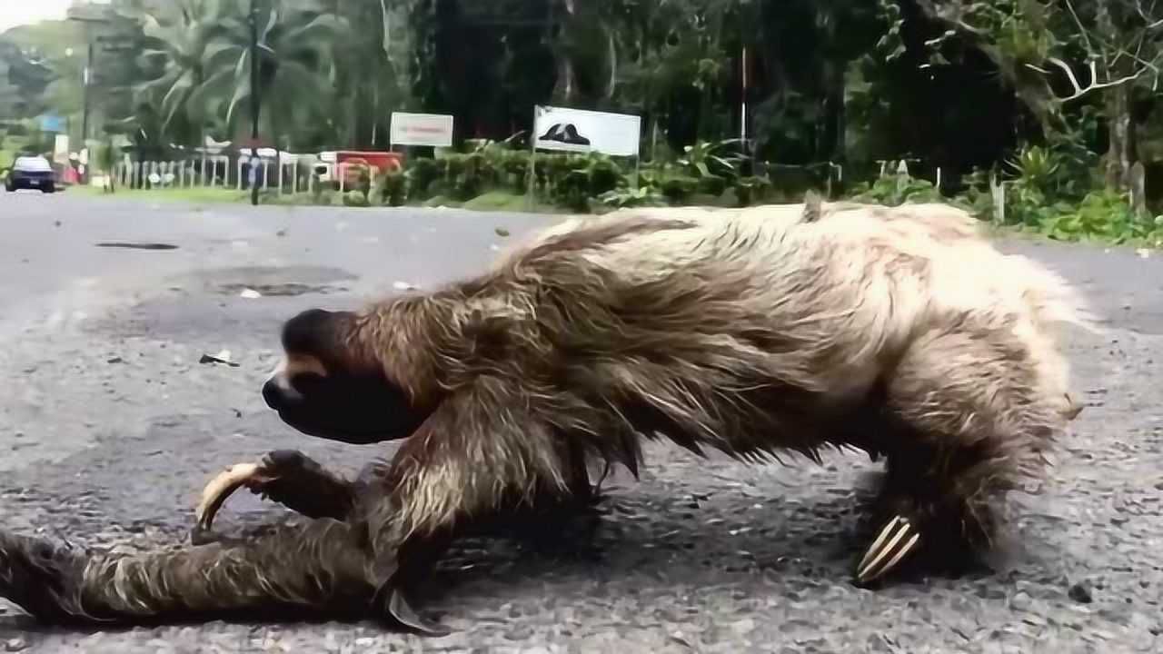 过马路的树懒爬行太慢长相非常的恐怖你见过吗