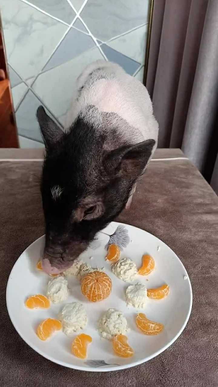 没想到猪猪吃饭还挺斯文,竟然知道饭后吃水果!