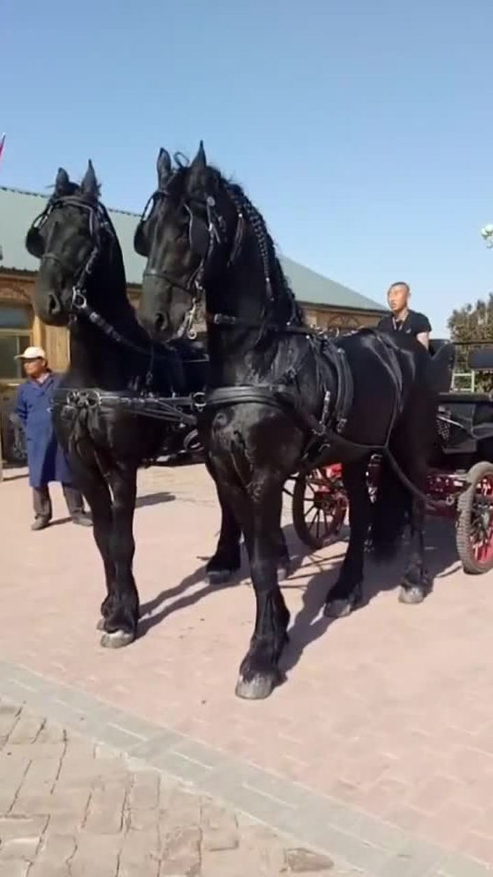 真正的豪车,高头大马拉车