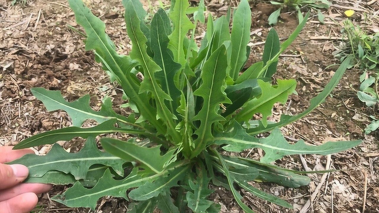 农民当草拔掉的苣荬菜对咽炎痔疮肠炎有帮助你认识吗