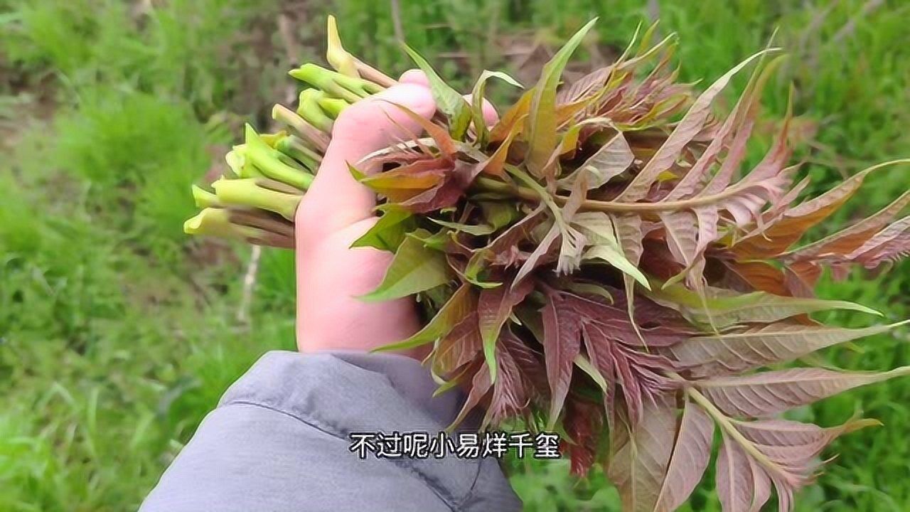 小易烊千璽採摘香椿準備拿回家炒雞蛋誰知是臭椿不能吃