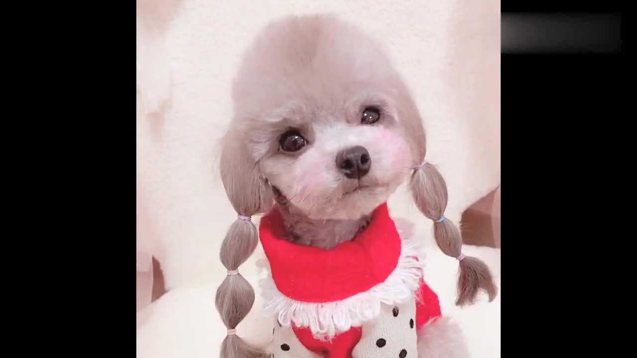 狗狗扎着两个小辫子,像小女孩一样,这也太可爱了吧!