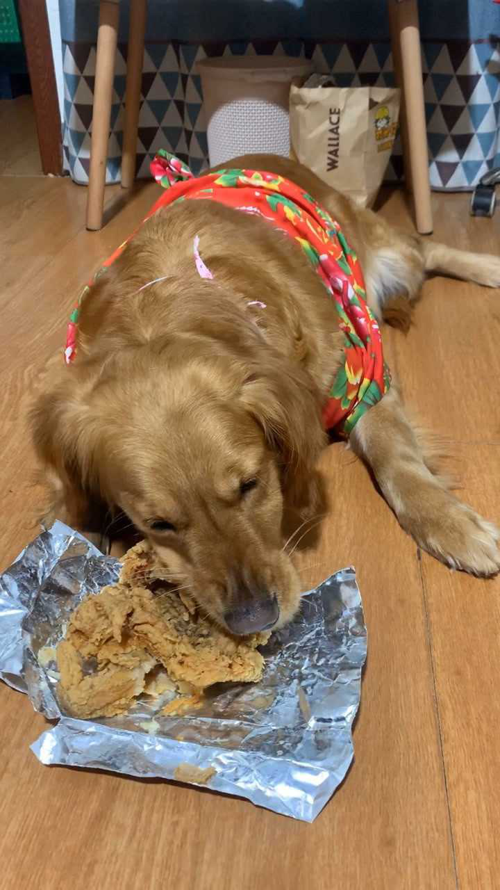 托口水的福,狗子吃上了炸鸡.