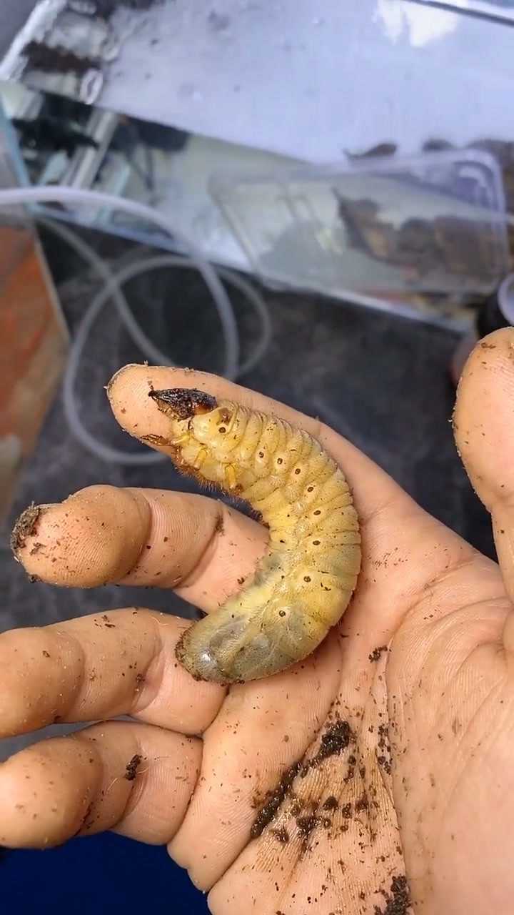 独角仙幼虫,你看着会害怕吗?