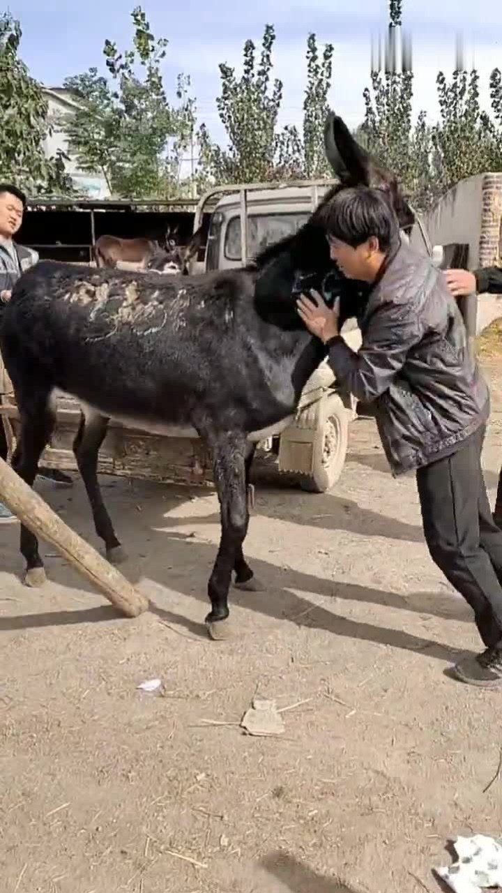 卸磨杀驴是什么意思?典故出自哪里呢? _卸磨杀驴是什么意思-第1张图片-潮百科