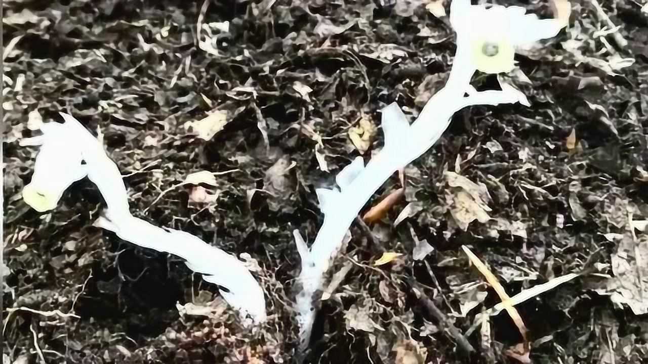 从来没见过这么神奇的东西，传说中的“冥界之花”，“死亡之花”。_高清1080P在线观看平台_腾讯视频