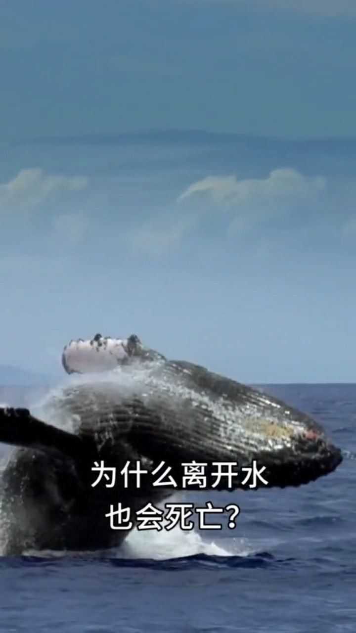 蓝鲸用肺呼吸为什么离开水也会死亡