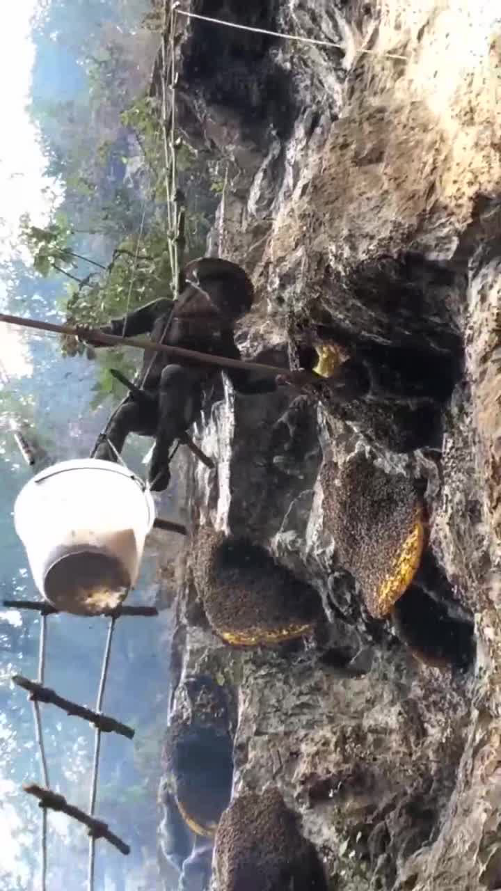 男子悬崖边采蜂蜜,蜂蜜都滴到地上了,好可惜啊