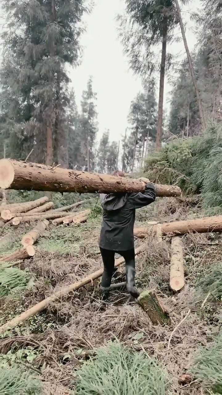 扛木头堵洞看图说话图片