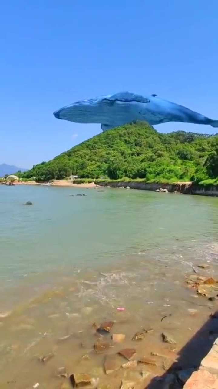 鲸鱼天上飞!太厉害了!