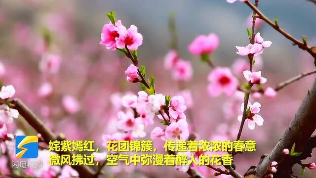 惊艳!邹城万亩桃花竞相绽放 姹紫嫣红花团锦簇 浓浓春意惹人醉