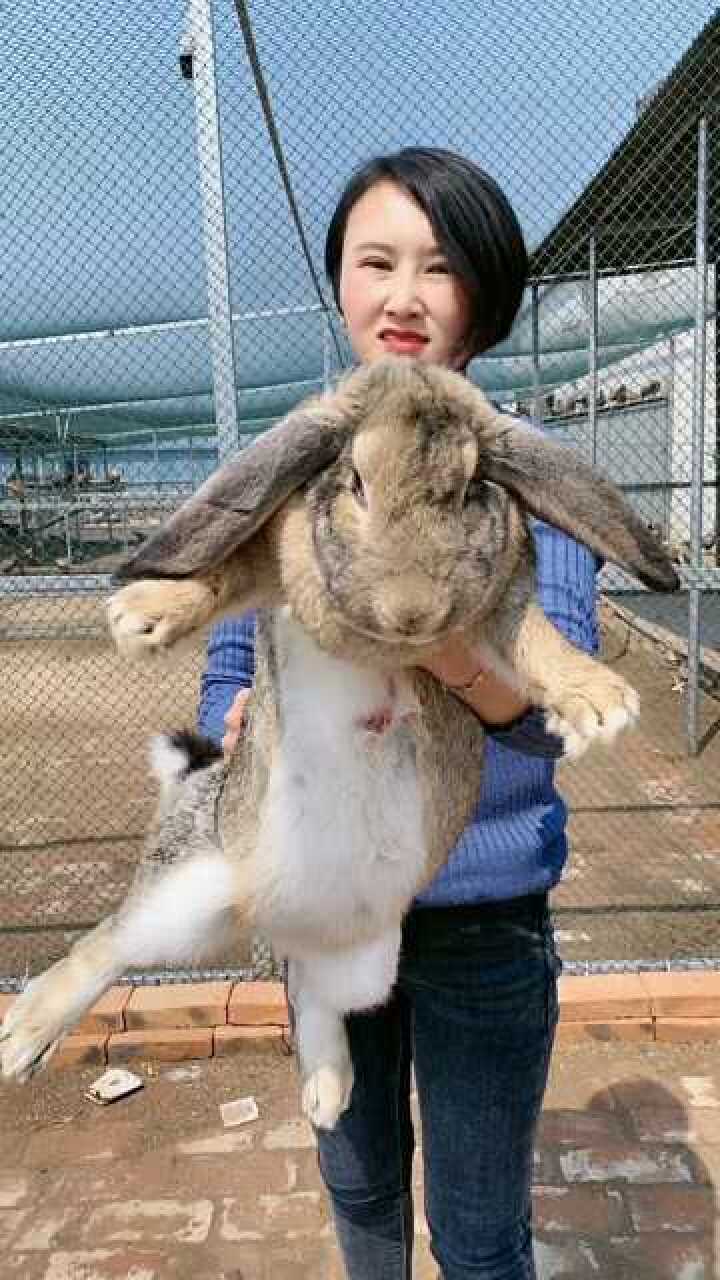 仔细看这只兔子的肚子那么大它肯定是怀孕了