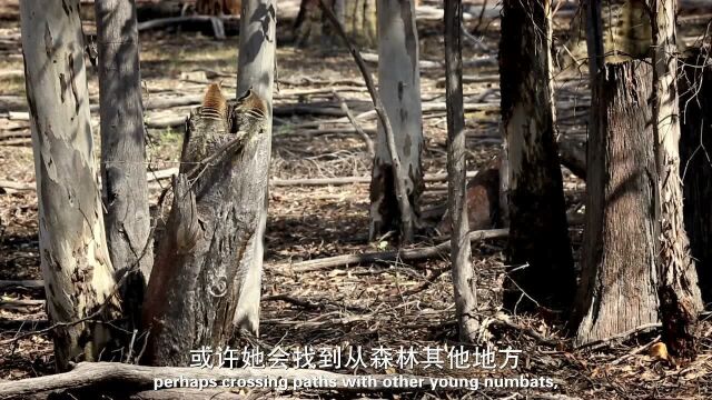 害羞而神秘的袋食蚁兽,每天要吃2万只白蚁才能填饱肚子!绿野仙澳