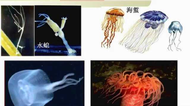 2.北师大版生物八下22.4动物的主要类群(原生动物和腔肠动物)