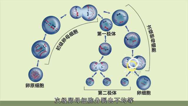 【生物大师 高中】减数分裂和受精作用——破镜重圆