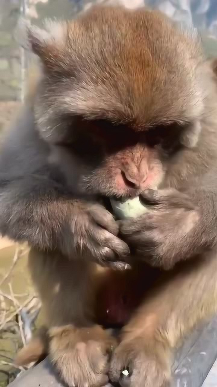 猴子吃松花蛋!_腾讯视频