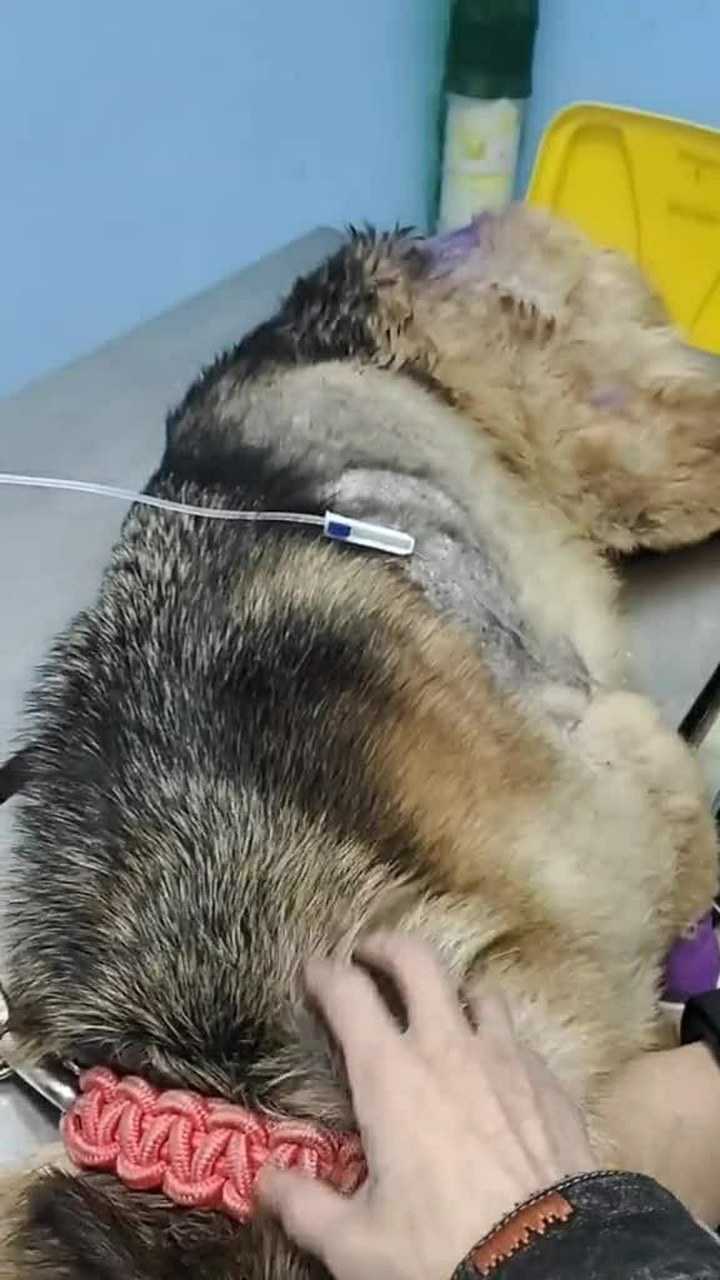 狗狗正在输液中