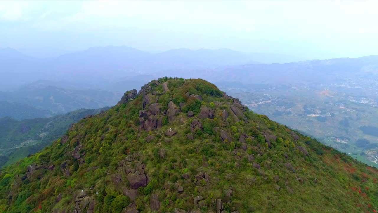 安溪祥华佛耳山美丽杜娟花儿开