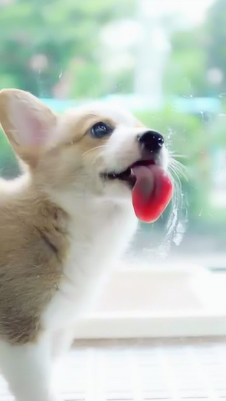 你一定会被它萌到,超可爱的舔屏狗狗