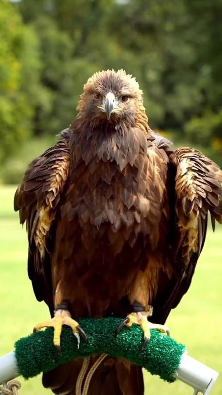 闭眼睛的老鹰真的很萌