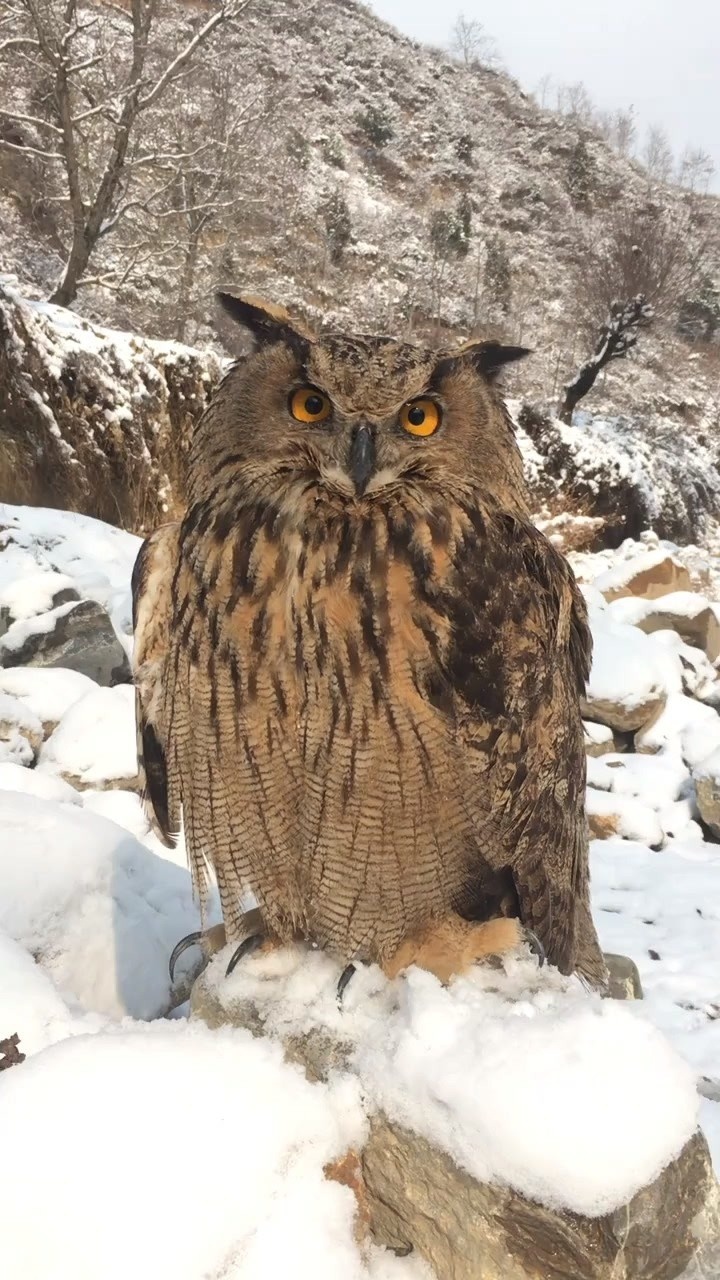 "大雕鸮"长得太可爱了!