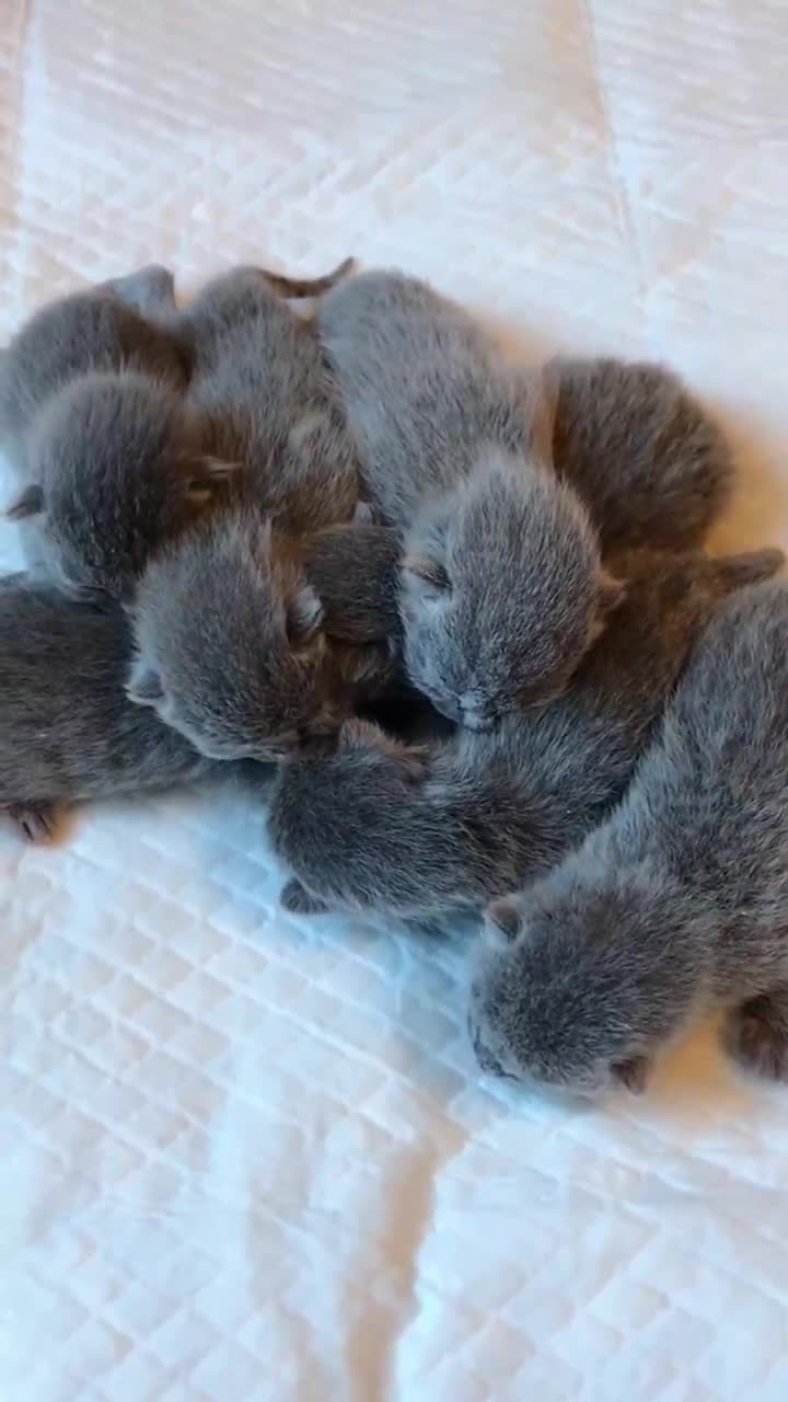 刚出生不久的小奶猫第一次睁开眼睛看世界好可爱啊