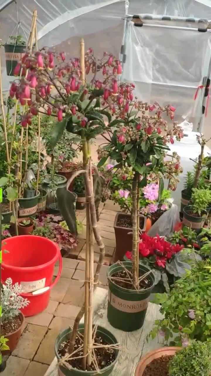 用落地生根嫁接长寿花长势旺盛开花多普通长寿花瞬变高大上