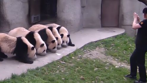 大熊猫自觉排队吃饭，当奶妈一走开，和谐的画面瞬间乱套了