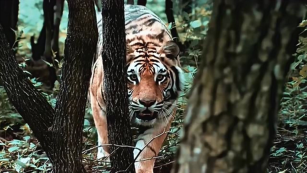 景阳冈 猛虎图片