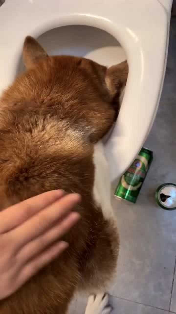 狗子偷喝啤酒结果喝醉了趴着马桶上不停地吐