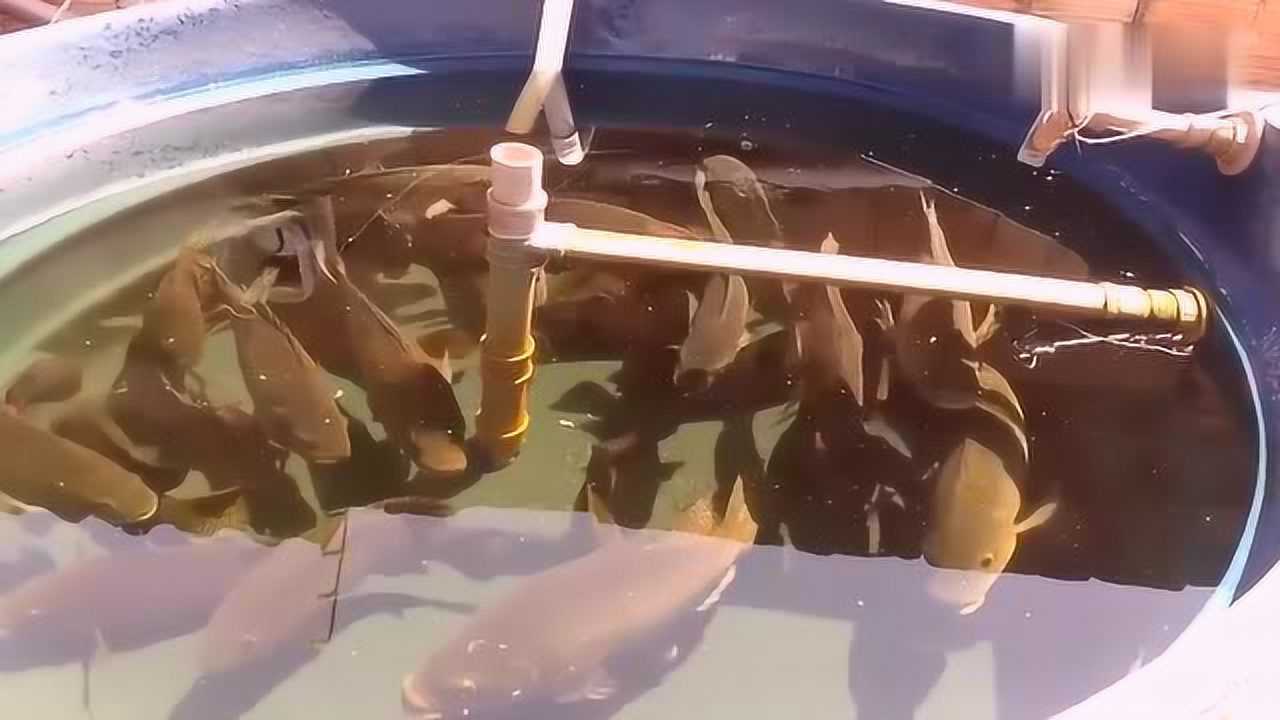 小伙没钱买鱼缸脑洞大开用塑料桶自制养鱼桶这成品效果不错吧