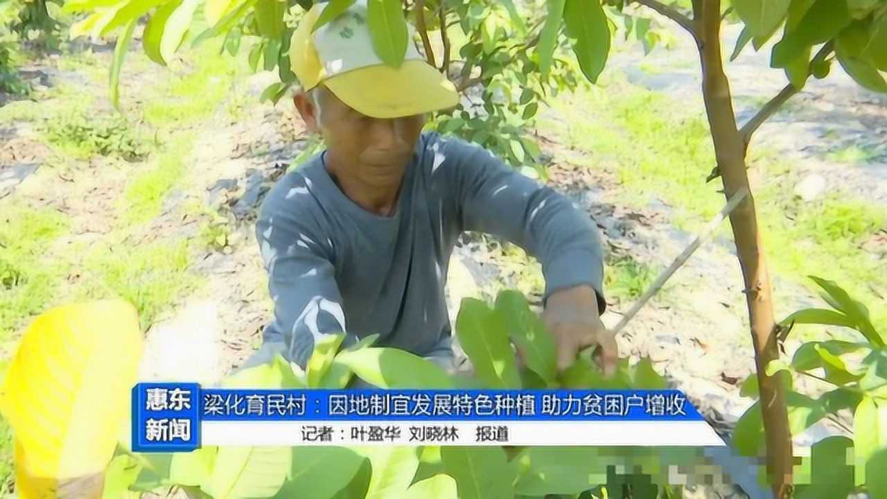 梁化育民村:因地制宜发展特色种植 助力贫困户增收腾讯视频