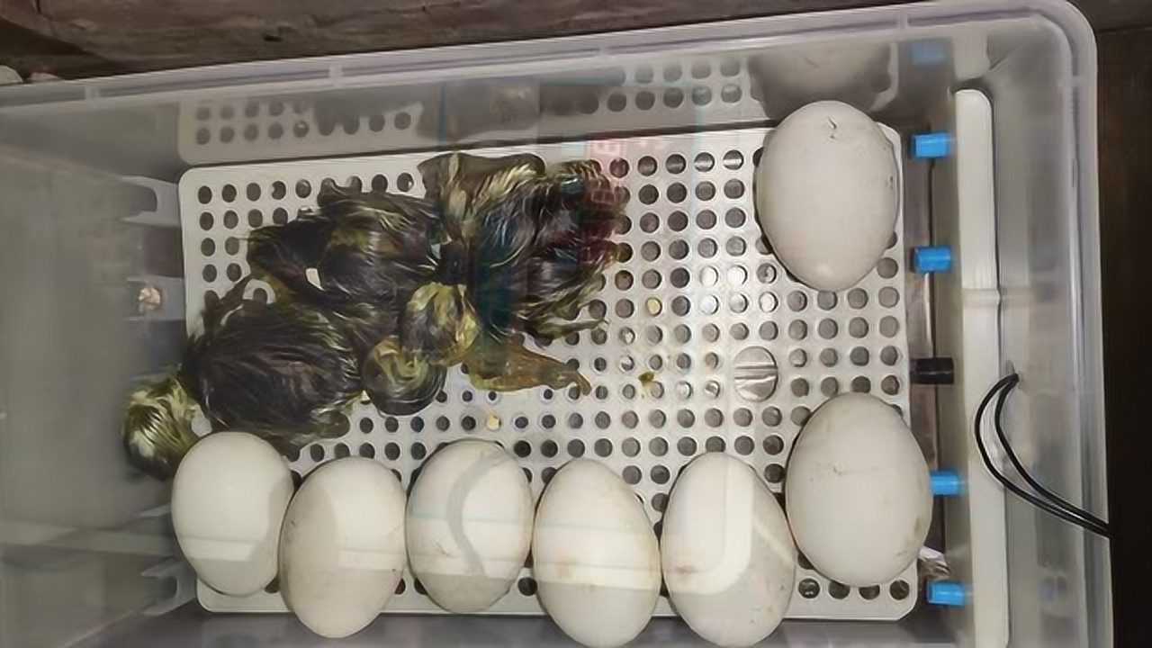 今天小鹅破壳了孵化机里11个鹅蛋出了四只小鹅孵化率还行