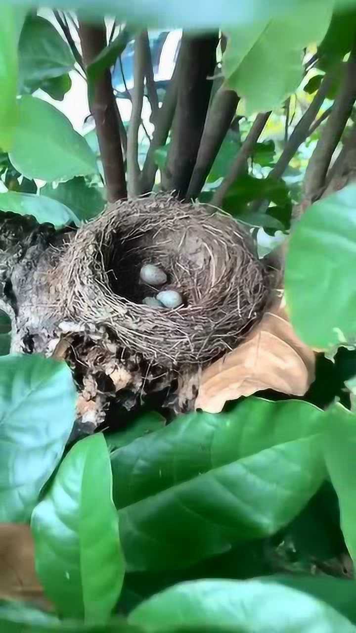 史上最强势的掏鸟窝看到接下来的一幕实在是奢侈啊