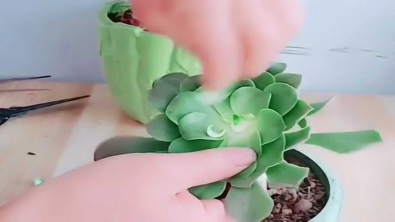 多肉植物掐掉中间的部分这样的一个动作没想到效果真是不一般