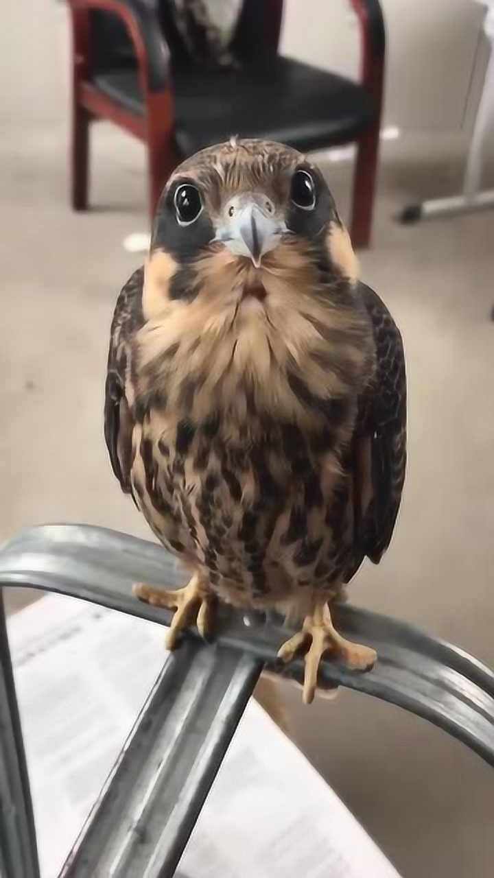 这是什么品种的鸟大眼睛好可爱,应该是野生动物吧