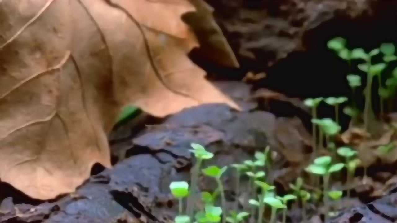 蘑菇的生长和凋谢，原来真菌是这样生长的，过程好壮观啊！_高清