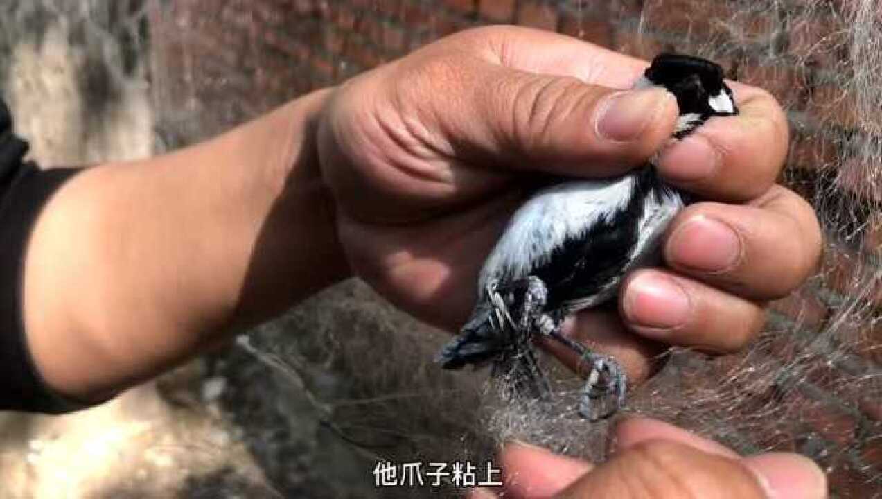 渔网上居然粘了一只"鸟"还咬人!这老破鸟快放了吧