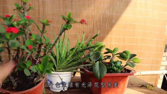 3种花卉耐看好养而且很耐折腾,很适合新手花友去入手