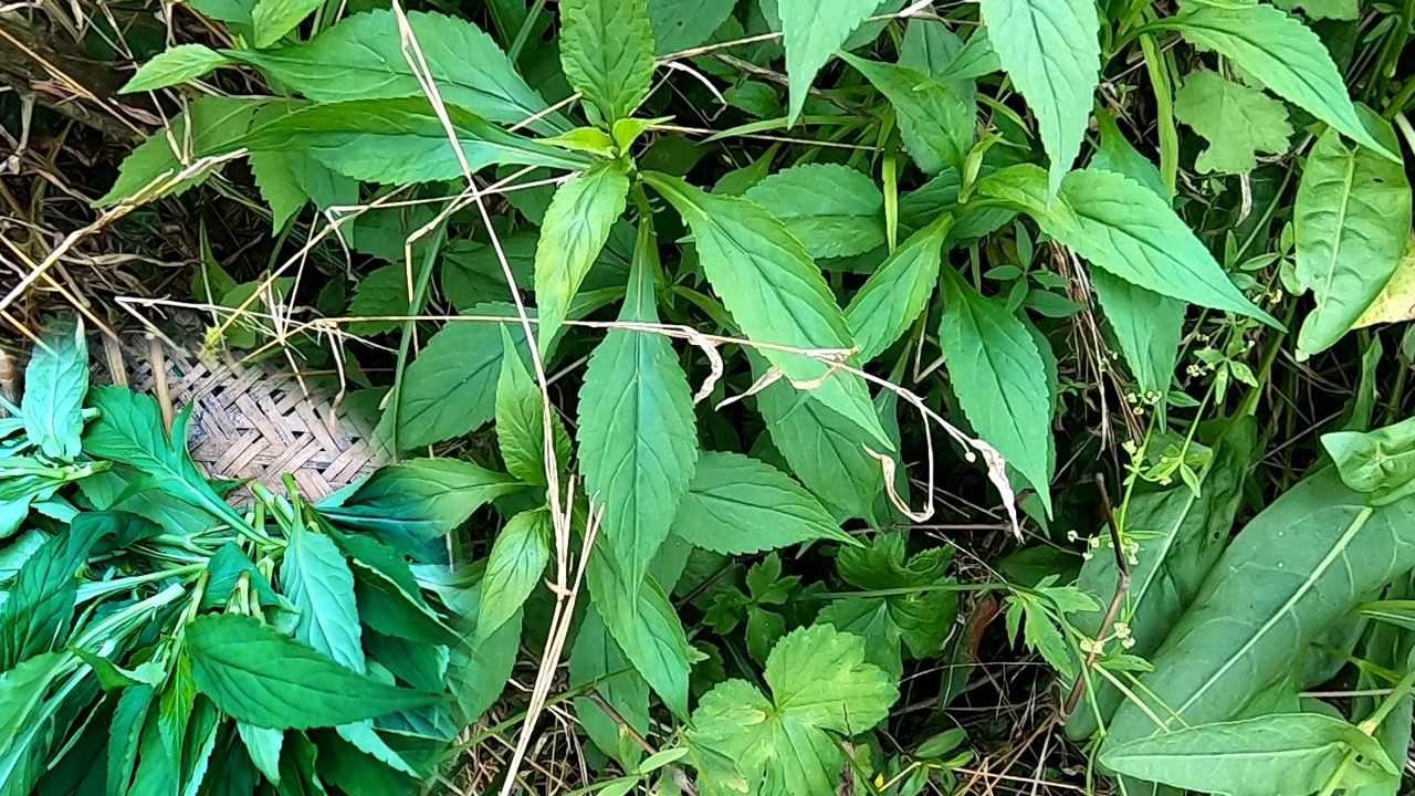 白花败酱草又叫苦斋是清热解毒的野菜晒干煮汤味道鲜美