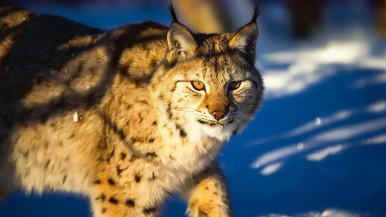 狼的天敌猞猁,分分钟可以把狼秒杀,使狼闻风丧胆!