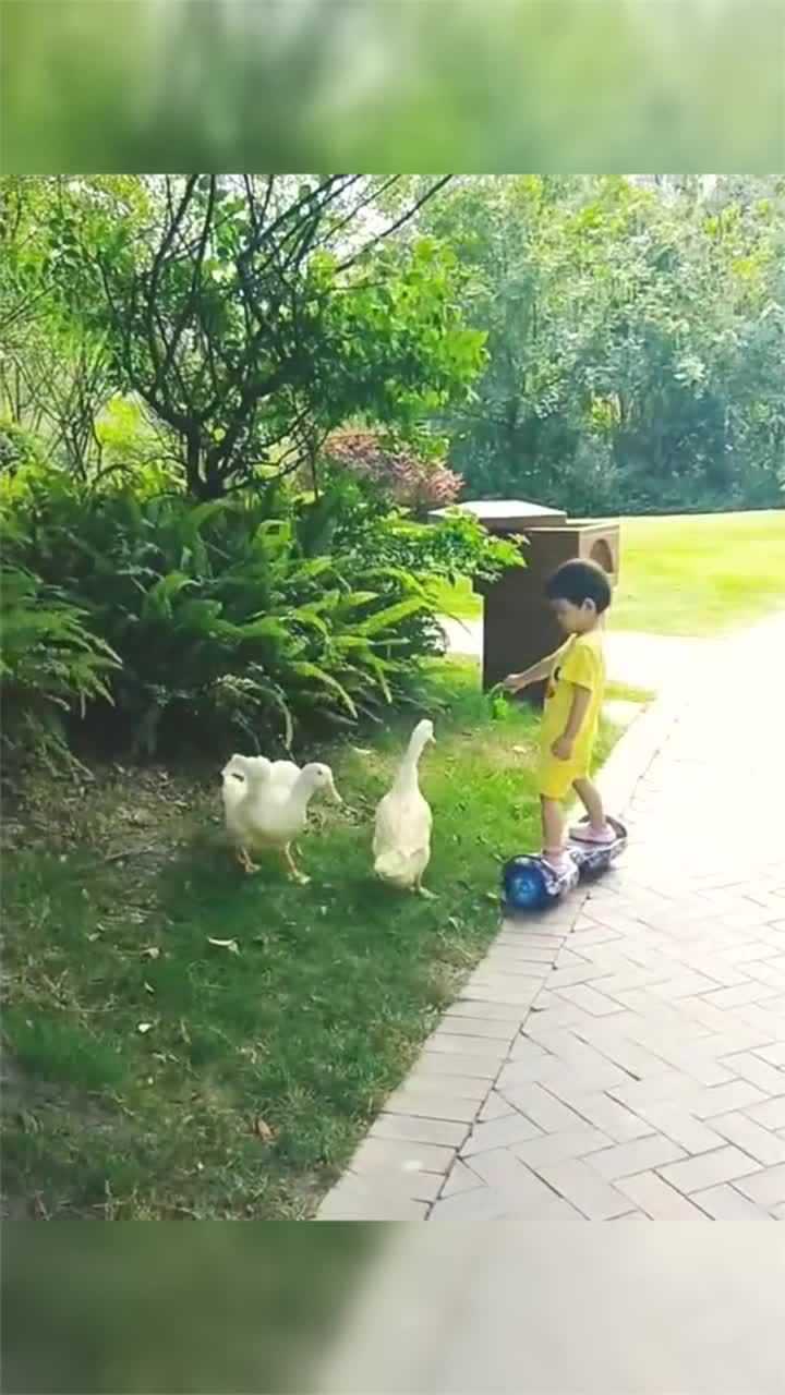 3岁的萌娃脚踩平衡车喂鸭子平衡感超好自愧不如啊