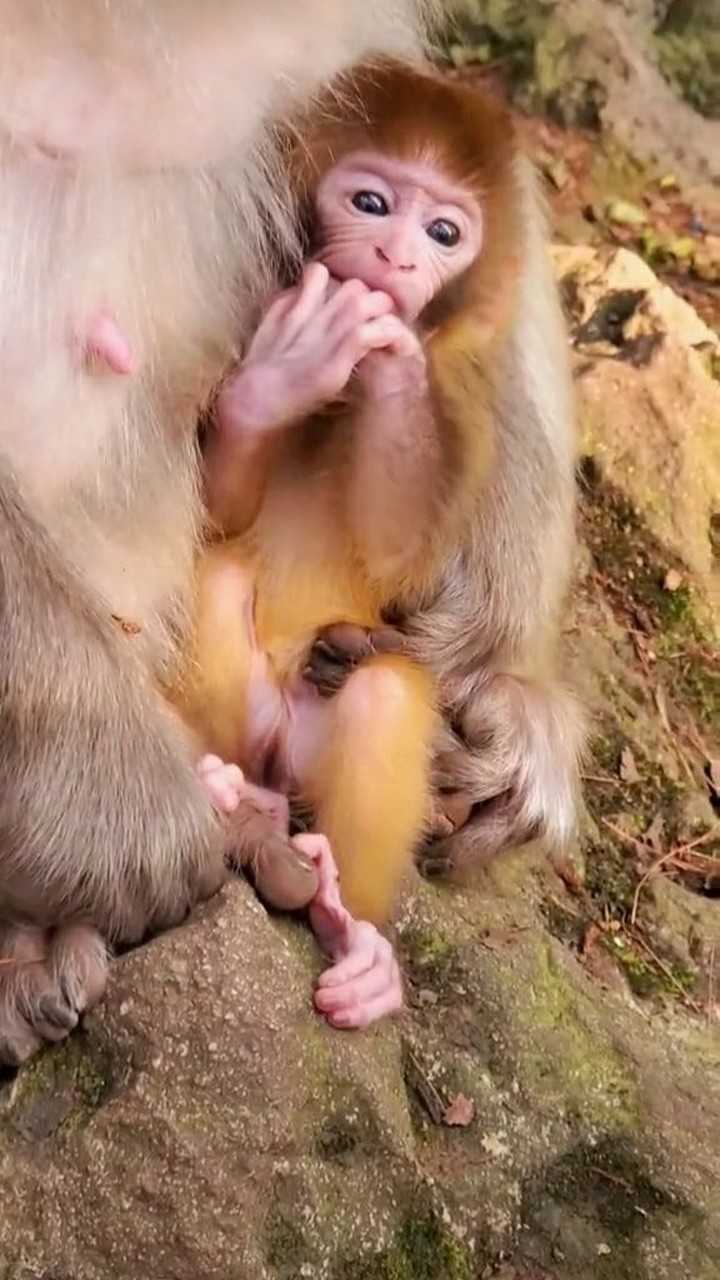 猴宝宝舔自己的手,像极了人类小孩子吃手手!